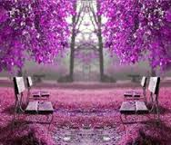 Come sit with me under the Jacaranda